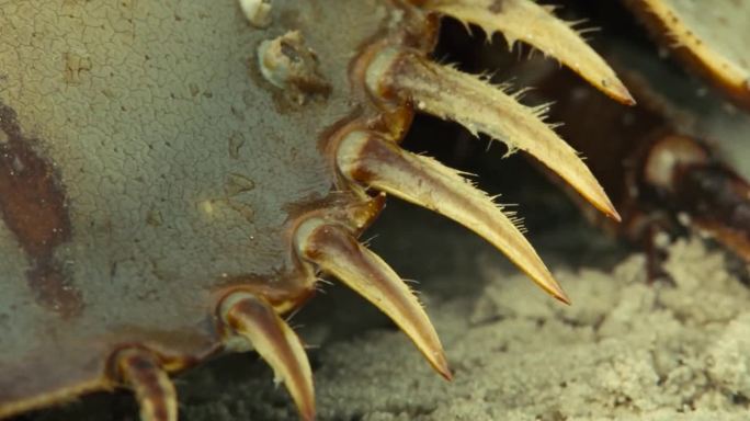 地球最古老生物鲎马蹄蟹