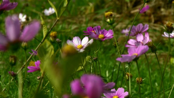 格桑花