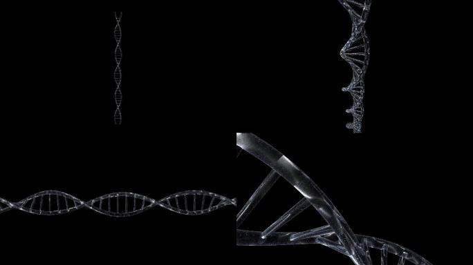 DNA循环序列7组