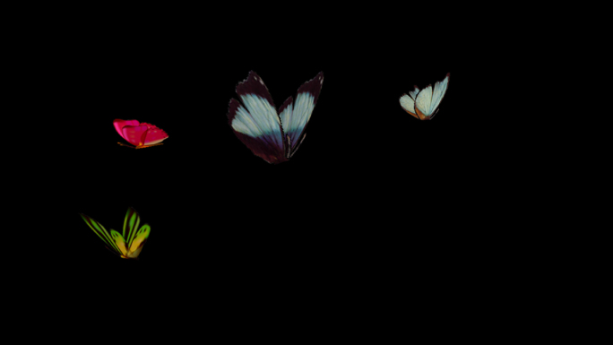 四蝴蝶飞入飞出透明背景01式