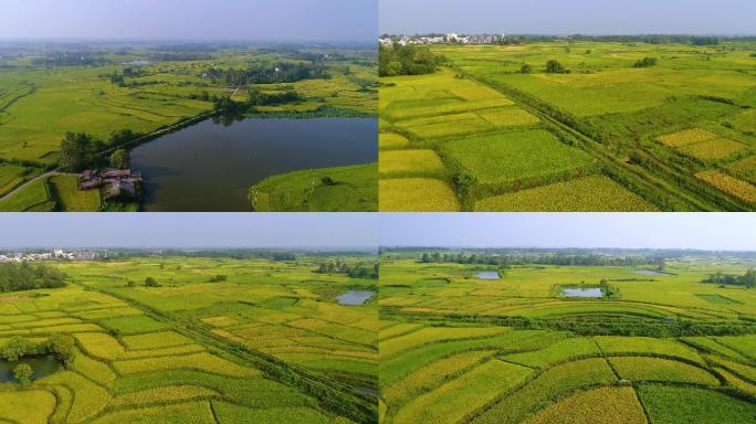 水稻种植规模