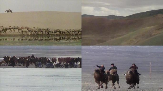 70年代蒙古骆驼