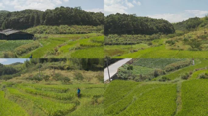 福建古田航拍10