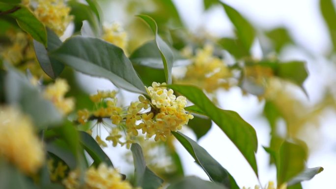 桂花飘香实拍