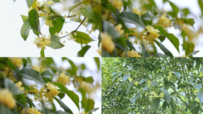 桂花飘香实拍