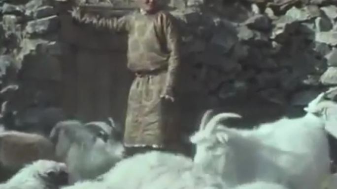 70年代蒙古羊群