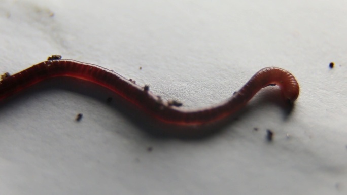 微距拍摄蠕动的蚯蚓，虫子，