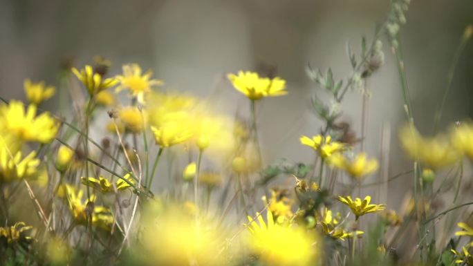 云南鲜花特写空境