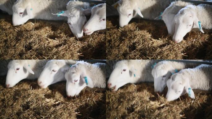 标准化羊养殖羊吃草S
