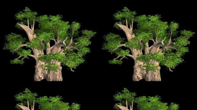 树木摇曳动画素材——老树发新芽