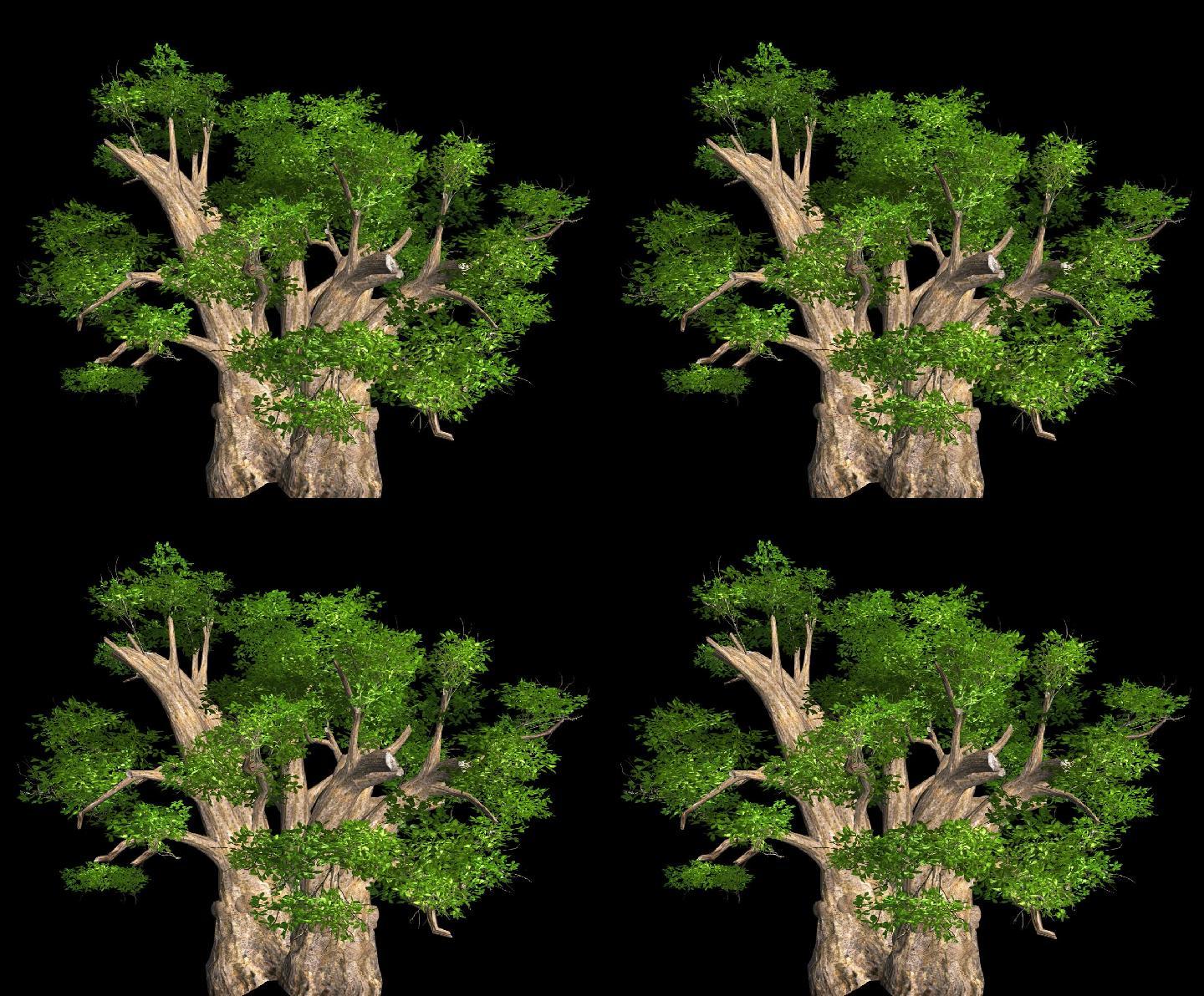树木摇曳动画素材——老树发新芽
