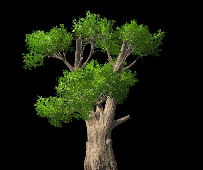 树木摇曳动画素材——老树发新芽1
