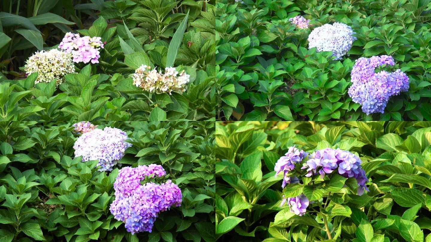 绣球花 19x1080 高清视频素材下载 编号 实拍视频 Vj师网www Vjshi Com