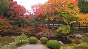 京都御寺泉涌寺的红叶 19x1080 高清视频素材下载 编号 实拍视频 Vj师网www Vjshi Com