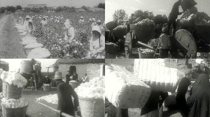 50年代棉花丰收