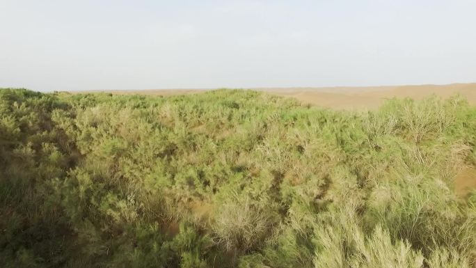 沙漠公路防风固沙人工林