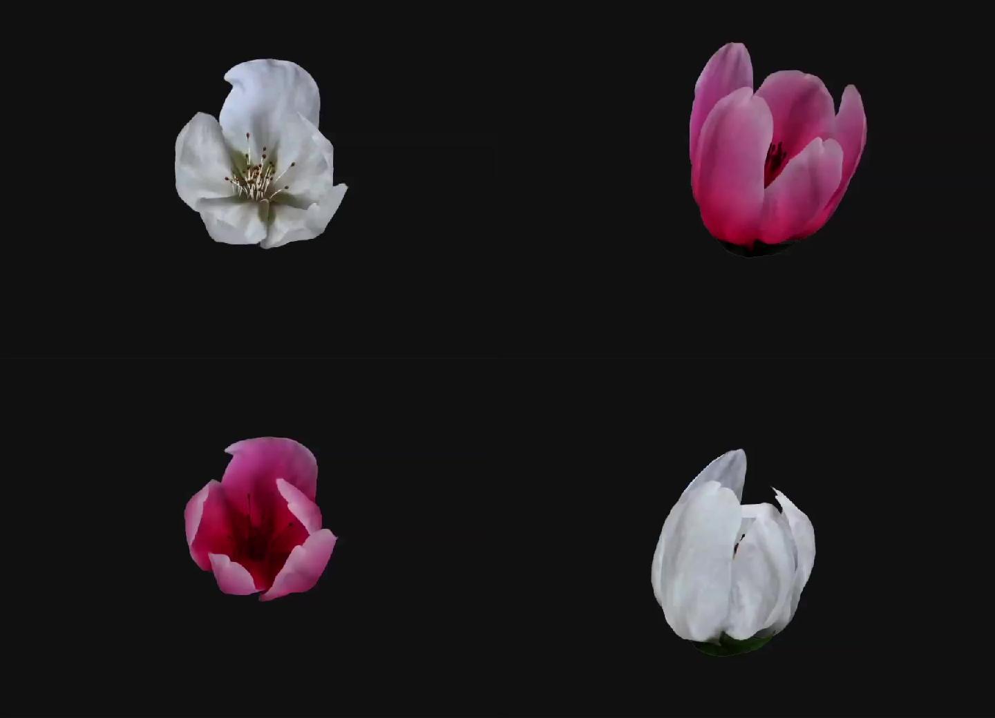 6款实用开花花卉