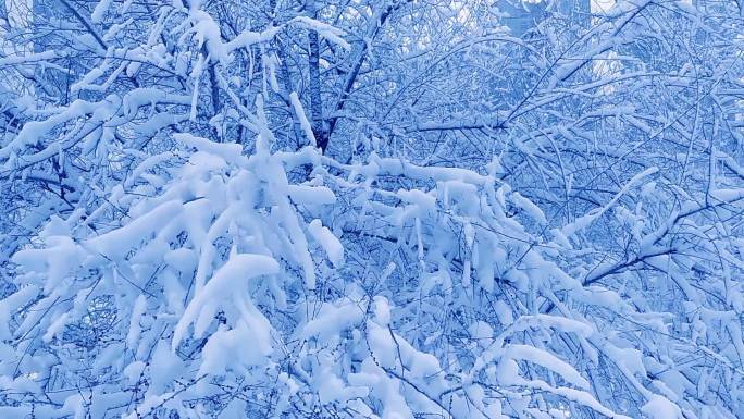 雪后初晴