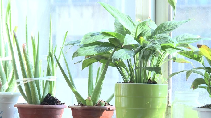 花窗台上的花绿萝芦荟植物