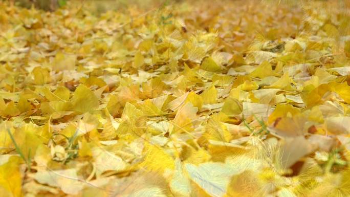 秋天银杏树木落叶溪水水流视频素材