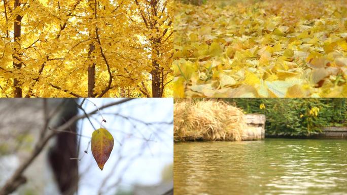 秋天银杏树木落叶溪水水流视频素材