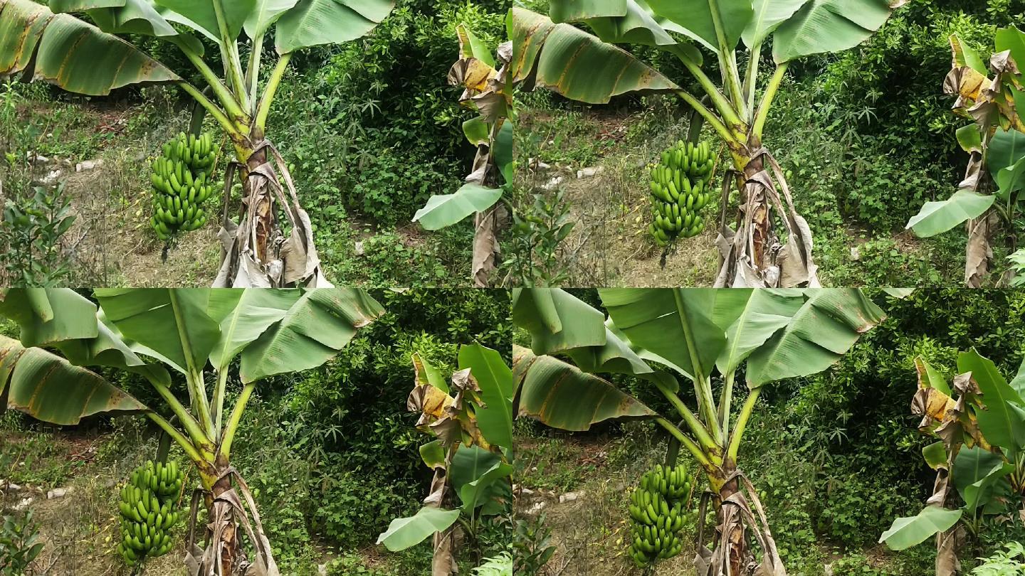 自然生长的香蕉树