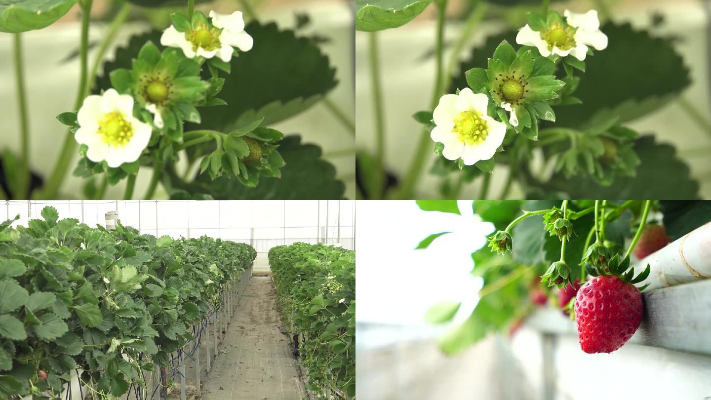 温室太空育种草莓花植物水果