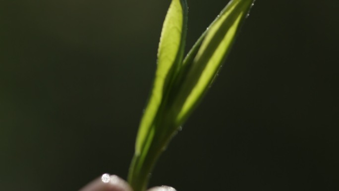 茶叶芽头