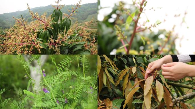 实拍高清芒果花期管理