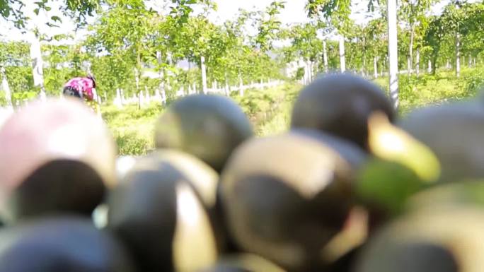 百香果种植园采摘美丽新农村乡村原创视频