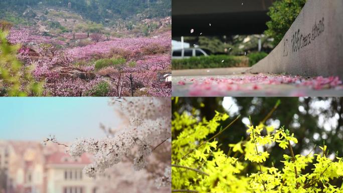 青岛唯美城市春天景色花海鸟语花香青岛火车