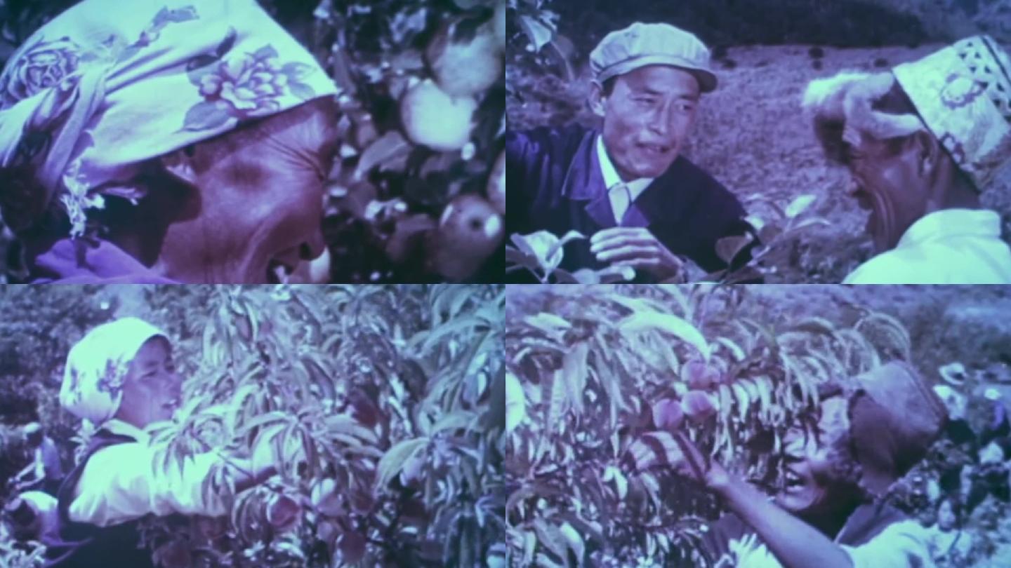 60年代西藏农产品丰收