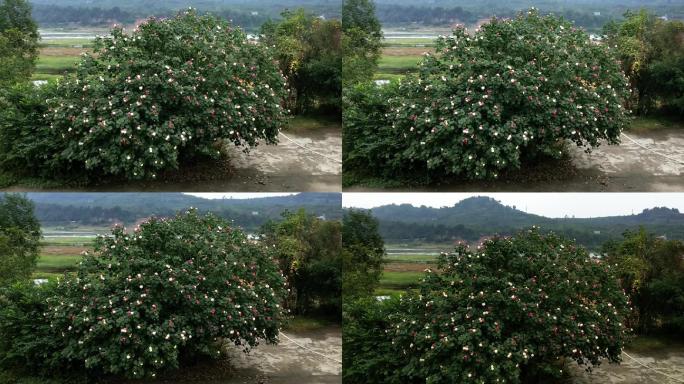 岷江岸上的芙蓉树