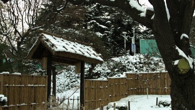 植物园冬季雪景