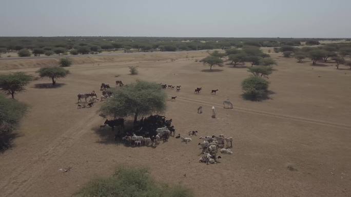 非洲苏丹羊群航拍