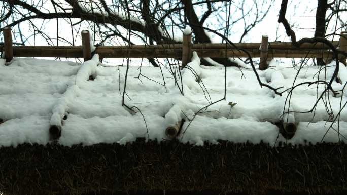 植物园冬季雪景