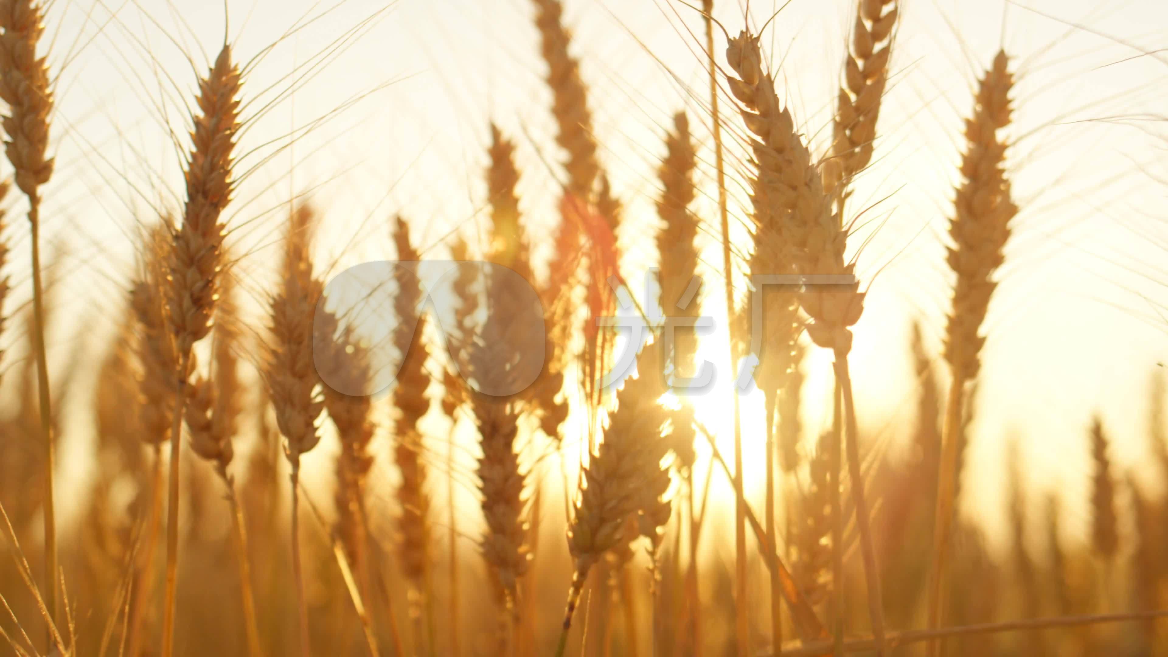 丰收的麦子高清图片下载-正版图片500288768-摄图网