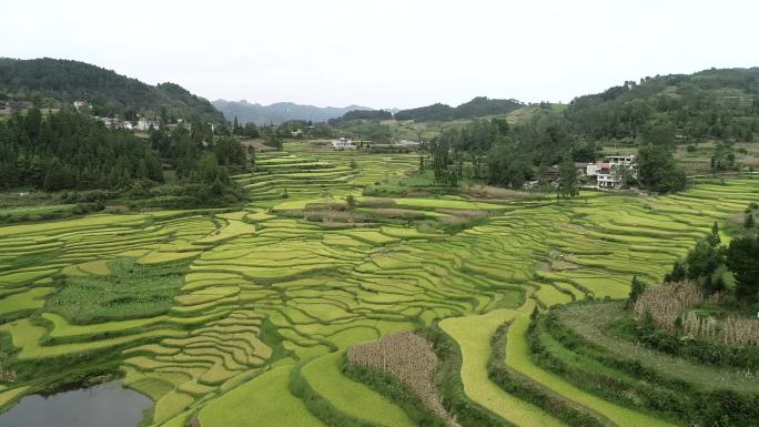 航拍高原层层叠叠梯田