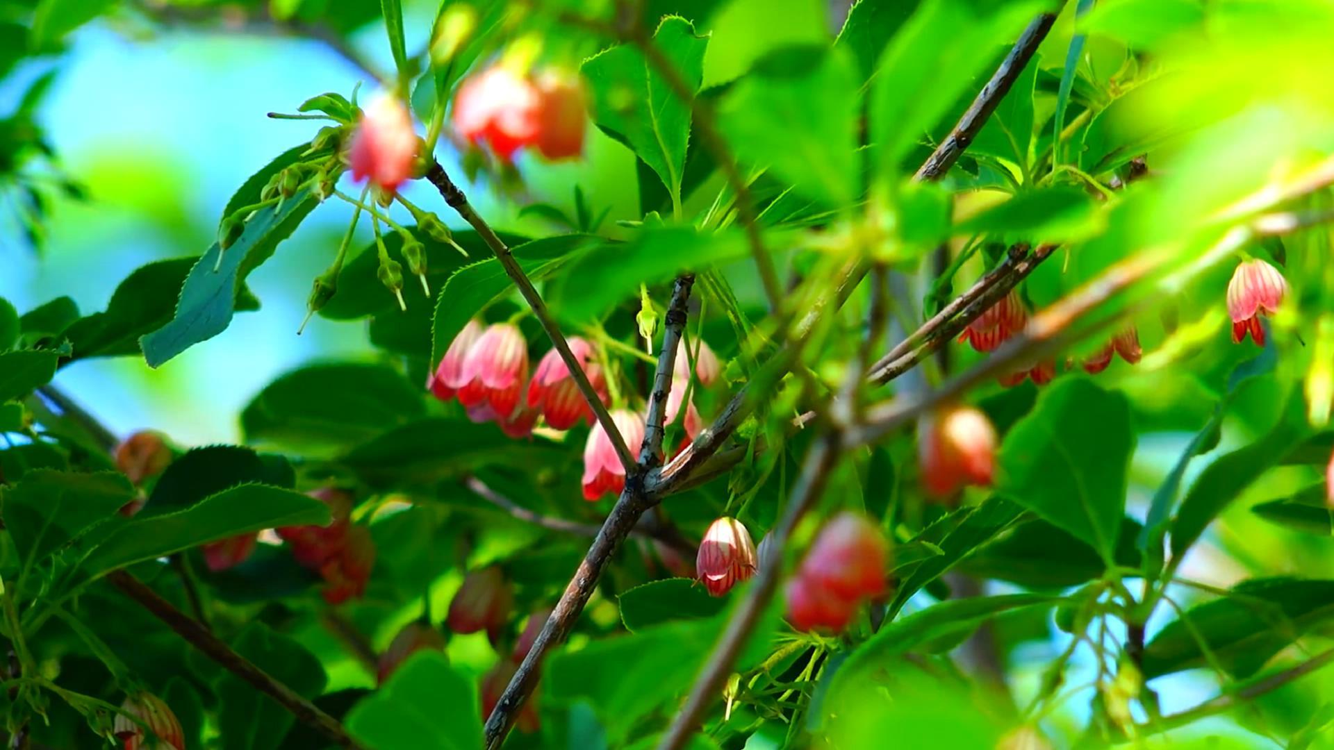 湖边森林鲜花及水中倒影视频素材 19x1080 高清视频素材下载 编号 实拍视频 Vj师网www Vjshi Com 湖边森林鲜花及水中倒影视频素材 19x1080 高清视频素材下载 编号 实拍视频 Vj师网www Vjshi Com