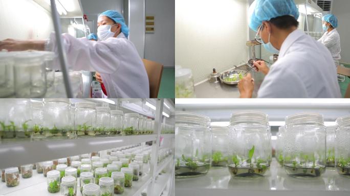 科学农业专家幼苗培育研究实验