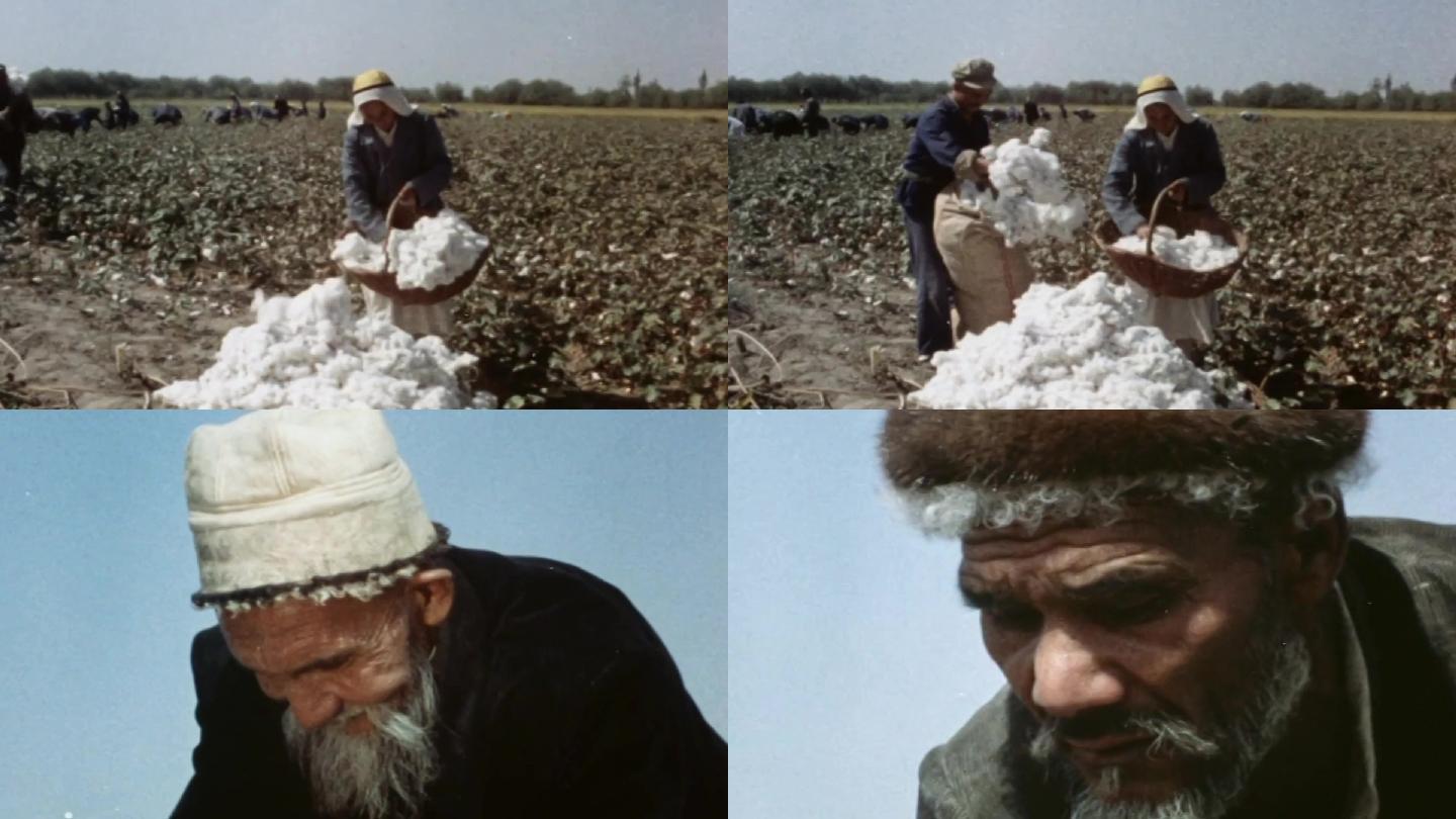 70年代棉花采摘丰收