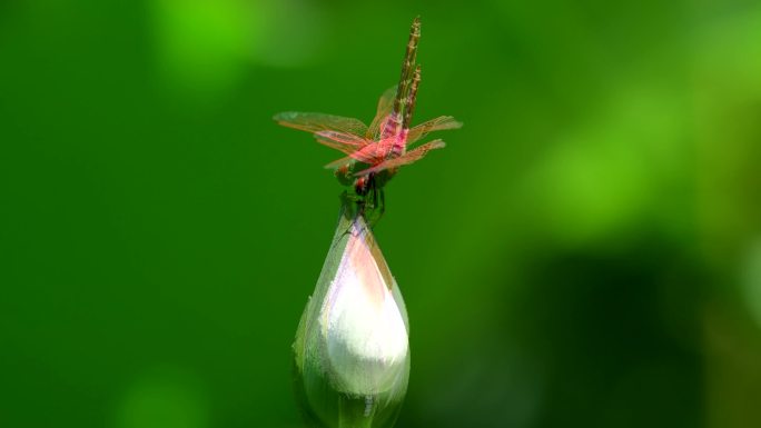 荷花尖上的红蜻蜓好美啊