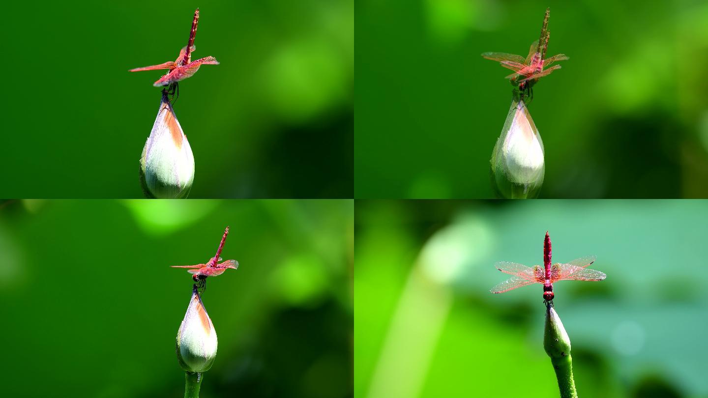 荷花尖上的红蜻蜓好美啊