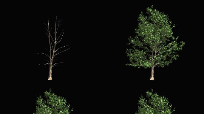 树木生长动画--小树带通道