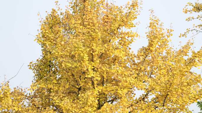 金黄色的银杏树叶好漂亮