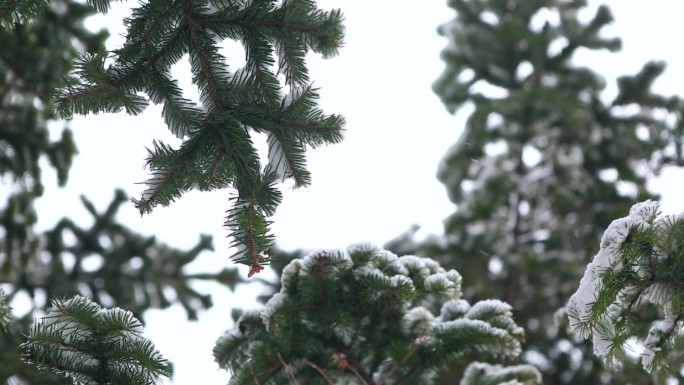 北方下雪、下雪天、雪花、辽宁沈阳