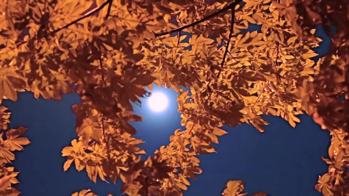 秋天夜空下的树叶