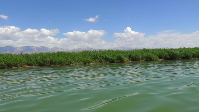 中国江河湖泊芦苇丛湿地自然风景