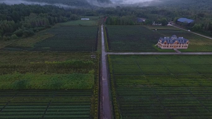 黑龙江美景绿色的田野