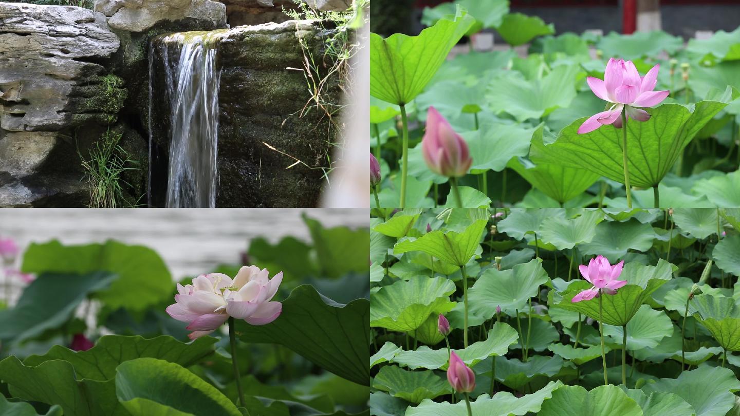 山东济南凉亭流水荷花泉水